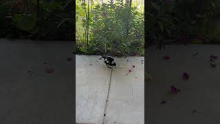 Aussie Magpie enjoying a feed australia aussie asmr nature birds beauty magpies [upl. by Nicholle]