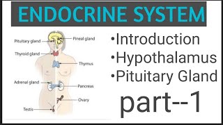 The Endocrine System Anatomy ampPhysiology  part1 [upl. by Vanya]