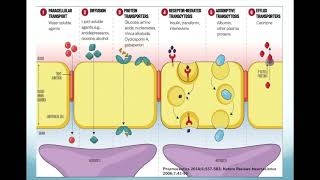 Barrera hematoencefálica y líquido cefalorraquídeo con Carlos Andrés García [upl. by Healey748]