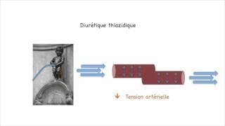 Comment marchent les médicaments contre l’hypertension  les diurétiques thiazidiques [upl. by Goldsmith]