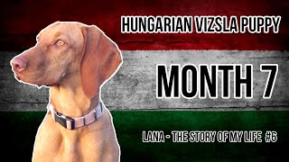 Hungarian Vizsla Puppy 6 Month 7 [upl. by Neelak]