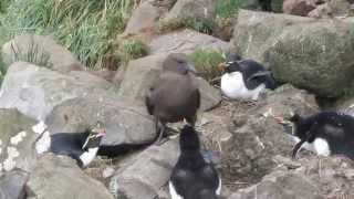 Brown skua steals Rockhopper penguin egg [upl. by Lasorella131]