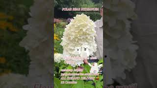 Hydrangea “Polar Bear “ pergolanurseriesgardencorner [upl. by Haldane295]