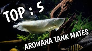 Top 5 Arowana tank mates  Tank mates of Arowana [upl. by Krid783]