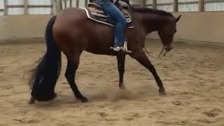 2019 AQHA mare [upl. by Naic752]