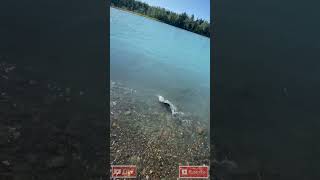 Alaska Salmon Fishing in a Glacier Fed River alaskafishing catchandrelease salmon [upl. by Ahen]