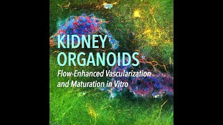 Kidney Organiods FlowEnhanced Vascularization and Maturation In Vitro [upl. by Cchaddie945]