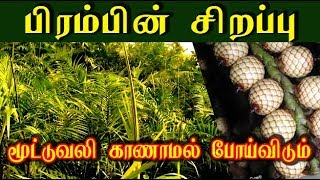 calamus australisபிரம்பின் வைத்திய முறைகள் pirambu chedi [upl. by Lathan319]