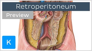 Retroperitoneal organs definition structures preview  Human Anatomy  Kenhub [upl. by Cleodal]