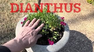 What is the Easiest to Grow Spring Time Flower and Perennial Dianthus [upl. by Anatak]