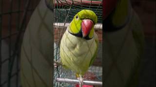 Bolne wala tota 😯youtubeshorts talkingparrot comedyvideos viralvideo shortvideo [upl. by Nwonknu691]