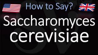 How to Pronounce Saccharomyces cerevisiae CORRECTLY Baking Winemaking Brewing Yeast [upl. by Ahsekyw693]