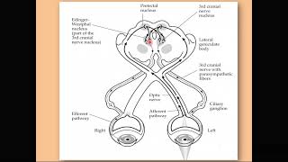 The pupillary light reflex [upl. by Ahtiekahs]