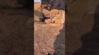 Tibetan mastiff 🔥Attack🔥 wolfs wolves shortsvideo wildlife shortsvideo shortsfeed viralvideo [upl. by Enixam]