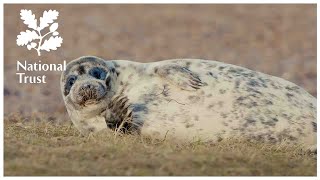 National Trust presents The Wild Life Episode Five meet the Rangers of Blakeney point in Norfolk [upl. by Brok]