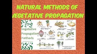 Vegetative propagation  By root By stem By leaves [upl. by Gracye]