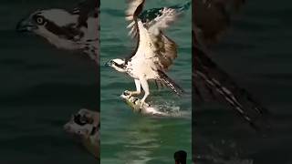 Osprey bird catches a 🐠🐋🐟fish shortvideo ospreys [upl. by Hinkle]