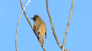 Great Reed Warbler  Очеретянка велика [upl. by Sim]