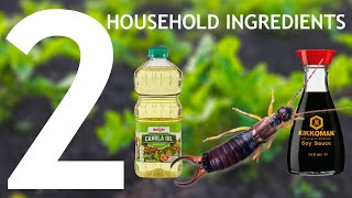 Working 2023  Earwig and Other Bug Trap 2 Household Ingredients It works [upl. by Dawna143]