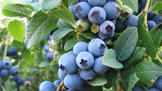 Blueberry Bushes Vaccinium caesariense [upl. by Schonthal891]