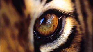 Survivor  Eye Of The Tiger Fast Version [upl. by Wheaton]