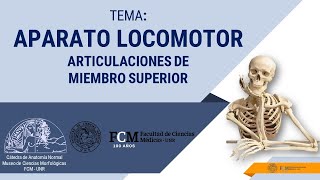 Aparato Locomotor Articulaciones de Miembro Superior [upl. by Anahsar842]