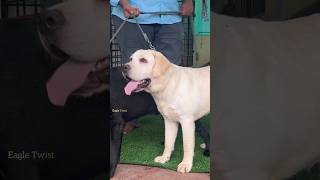 💥பாசக்கார புள்ள sir💢Playful Labrador Dogs🐶  Chennai Dogs and puppies🥰shorts shortsfeed [upl. by Omlesna219]