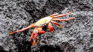 Sally lightfoot crabs Galapagos [upl. by Yhtur]