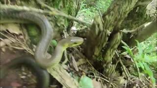 Bissige Äskulapnatter  Aesculapian snake attacks camera [upl. by Enelkcaj]