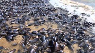 Mussel Mystery Thousands of mussels washed up on South African beach [upl. by Yssis]