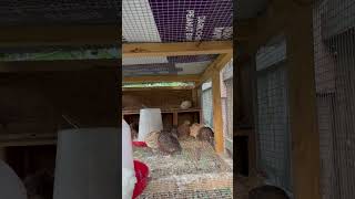 These Quail Sounds 081524 quails asmrsounds asmr [upl. by Aratak]