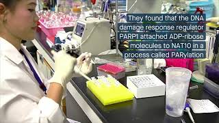 PARylation is crucial to NAT10’s role in the DNA damage response [upl. by Torie13]