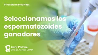 El secreto para seleccionar los mejores espermatozoides  Ingenes [upl. by Redyr]