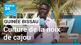 Culture de la noix de cajou en Guinée Bissau  les producteurs demandent un prix acceptable [upl. by Elleinet]