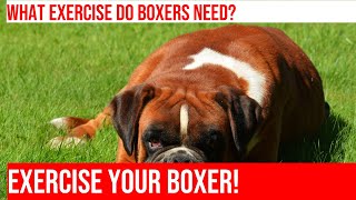 Exercise amp Activities for Boxer Dogs Keeping Your Dog Healthy amp Active [upl. by Ariela767]