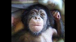 Cute and funny baby of chimpanzee [upl. by Lajet244]