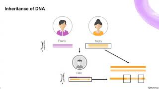 Working with DNA segments on MyHeritage [upl. by Aerdied]