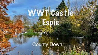 WWT Castle Espie  Comber  Newtownards  County Down  Northern Ireland  Ulster  United Kingdom [upl. by Dombrowski]