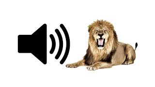 Lion Roar  Sound Effect [upl. by Ahen]