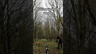 Fox Red Lab Gundog picking up in woodland gundog labrador shooting pheasant [upl. by Alleyn]