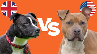 Staffy Bull Terrier vs Amstaff 6 KEY DIFFERENCES [upl. by Eiba53]