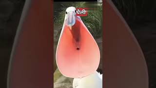 pilicon bird😱😱 shortsytshortsbhaderwah wala [upl. by Ldnek]