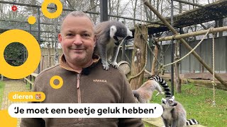 Hoe word je baas van een dierentuin [upl. by Ahsaenat]