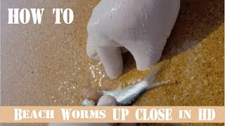 How to Catch Beach Worms UP CLOSE VIDEO IN HD [upl. by Mills]