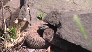 Timber Rattlesnakes Potter County PA [upl. by Demmahum]