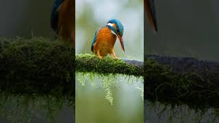 Kingfisher  wildanimals wildlife watop safari [upl. by Hillell318]