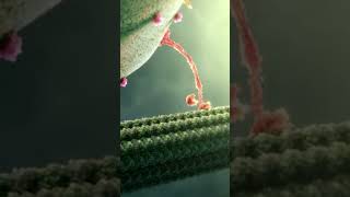 kinesin protein  Human body  kinesin protein function [upl. by Merth83]