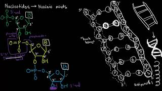 DNA and RNA  Part 2 [upl. by Yehus]