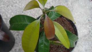 Mango growing from seed in Ireland update [upl. by Maurizia]