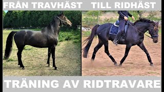 TRÄNING AV RIDTRAVARE  Första galoppen [upl. by Ejroj]